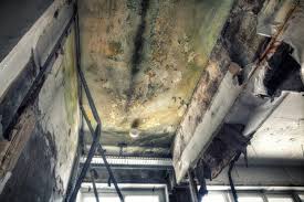 Why You Should Choose Our Mold Remediation Services in Salineville, OH